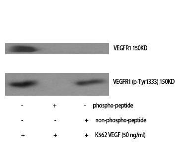 Flt-1 (Phospho-Tyr1333) Colorimetric Cell-Based ELISA Kit