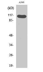 Hrs (Phospho-Tyr216) Colorimetric Cell-Based ELISA Kit
