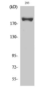 IRS-1 (Phospho-Ser639) Colorimetric Cell-Based ELISA Kit