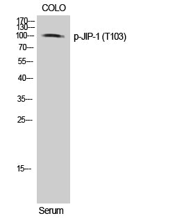 JIP-1 (Phospho-Thr103) Colorimetric Cell-Based ELISA Kit