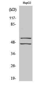 JNK1/2/3 (Phospho-Tyr185) Colorimetric Cell-Based ELISA Kit