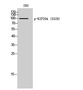 KIF20A (Phospho-Ser528) Colorimetric Cell-Based ELISA Kit