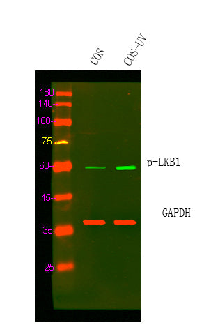 LKB1 (Phospho-Ser334) Colorimetric Cell-Based ELISA Kit