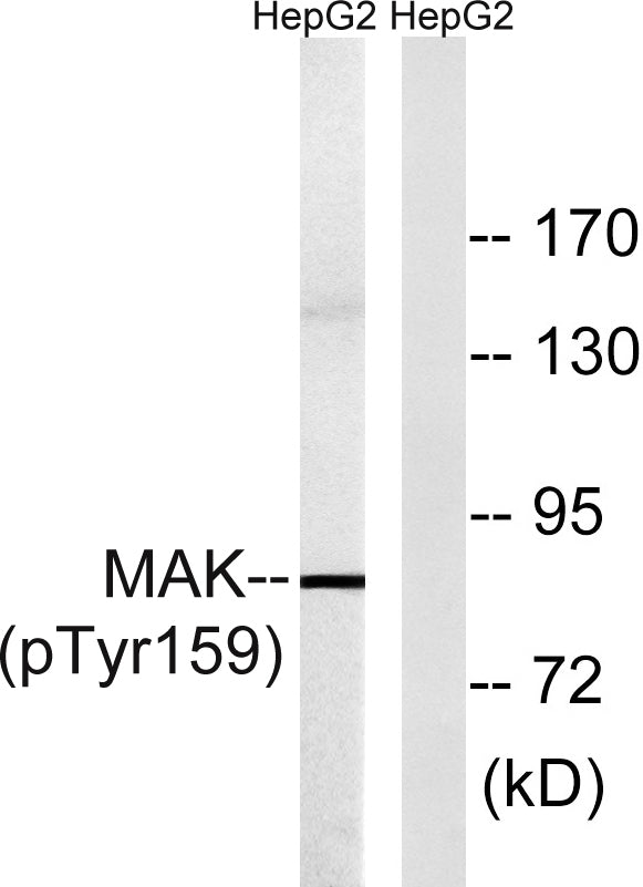 MAK (Phospho-Tyr159) Colorimetric Cell-Based ELISA Kit