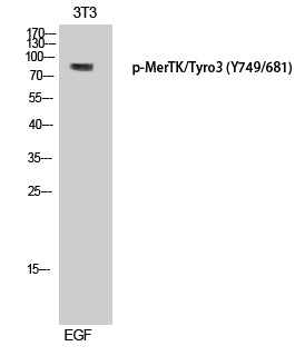 MerTK/Tyro3 (Phospho-Tyr749/681) Colorimetric Cell-Based ELISA Kit