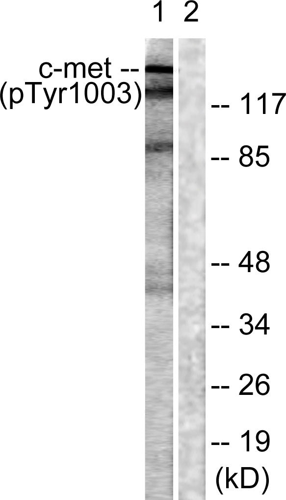 Met (Phospho-Tyr1003) Colorimetric Cell-Based ELISA Kit