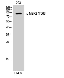 MSK2 (Phospho-Thr568) Colorimetric Cell-Based ELISA Kit