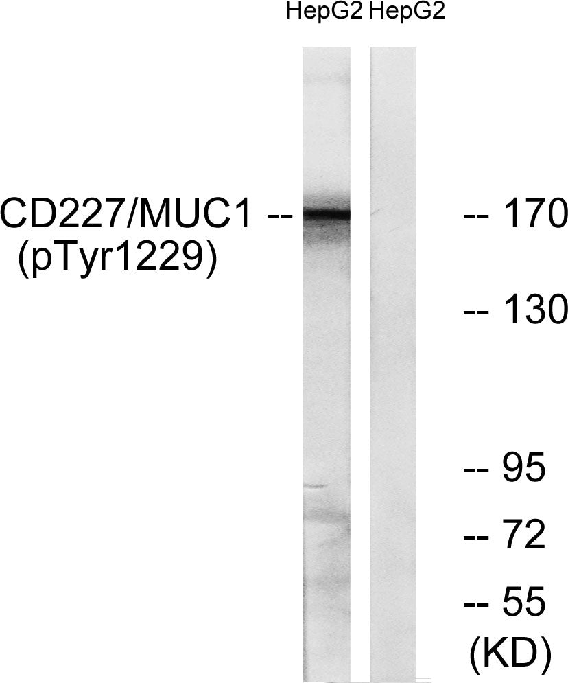 Mucin 1 (Phospho-Tyr1229) Colorimetric Cell-Based ELISA Kit