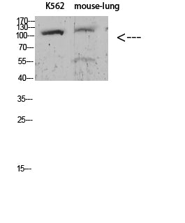 ATP1A1 (Phospho-Tyr260) Colorimetric Cell-Based ELISA Kit