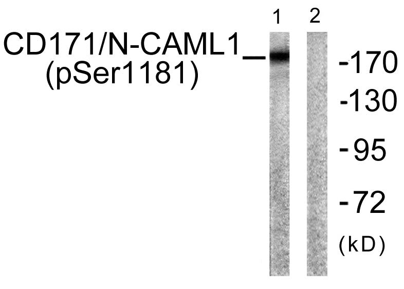 NCAM-L1 (Phospho-Ser1181) Colorimetric Cell-Based ELISA Kit