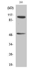 NFκB-p105/p50 (Phospho-Ser337) Colorimetric Cell-Based ELISA Kit