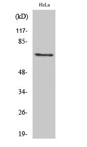 Paxillin (Phospho-Tyr88) Colorimetric Cell-Based ELISA Kit