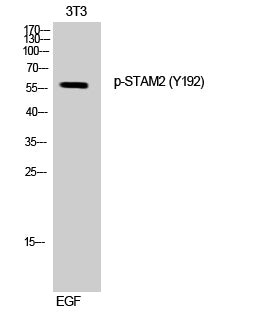 STAM2 (Phospho-Tyr192) Colorimetric Cell-Based ELISA Kit