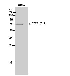 TPH2 (Phospho-Ser19) Colorimetric Cell-Based ELISA Kit