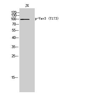 Vav3 (Phospho-Tyr173) Colorimetric Cell-Based ELISA Kit