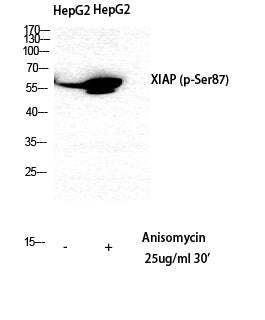 XIAP (Phospho-Ser87) Colorimetric Cell-Based ELISA Kit