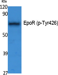 EpoR (Phospho-Tyr426) Colorimetric Cell-Based ELISA Kit