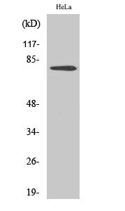 Btk (Phospho-Tyr551) Colorimetric Cell-Based ELISA Kit