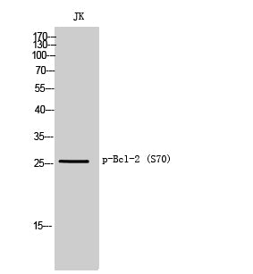 Bcl-2 (Phospho-Ser70) Colorimetric Cell-Based ELISA Kit
