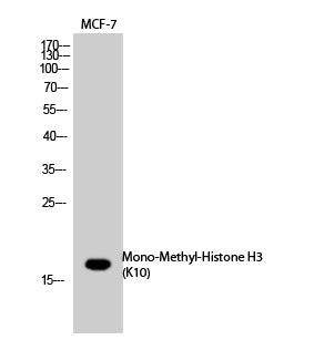 Histone H3 (Mono Methyl-Lys10) Colorimetric Cell-Based ELISA Kit