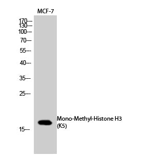 Histone H3 (Mono Methyl-Lys5) Colorimetric Cell-Based ELISA Kit