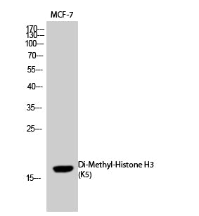 Histone H3 (Di Methyl-Lys5) Colorimetric Cell-Based ELISA Kit