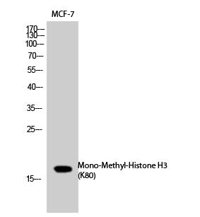 Histone H3 (Mono Methyl-Lys80) Colorimetric Cell-Based ELISA Kit