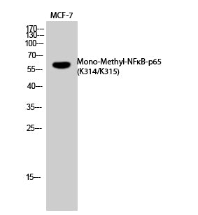 NFκB-p65 (Mono Methyl-Lys314/Lys315) Colorimetric Cell-Based ELISA Kit