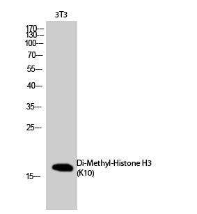 Histone H3 (Di Methyl-Lys10) Colorimetric Cell-Based ELISA Kit