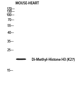 Histone H3 (Di Methyl-Lys27) Colorimetric Cell-Based ELISA Kit