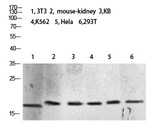 Histone H3 (Tri-Methyl-K10) Colorimetric Cell-Based ELISA Kit