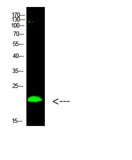 Histone H3 (Di-Methyl-K80) Colorimetric Cell-Based ELISA Kit