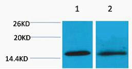 Histone H4 (Tri Methyl-Lys20) Colorimetric Cell-Based ELISA Kit