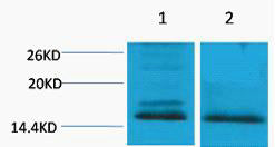 Histone H4 (Di Methyl-Lys59) Colorimetric Cell-Based ELISA Kit
