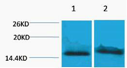 Histone H4 (Tri Methyl-Lys59) Colorimetric Cell-Based ELISA Kit