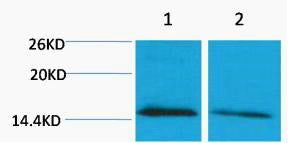 Histone H4 (Mono Methyl-Lys79) Colorimetric Cell-Based ELISA Kit