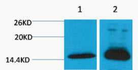 Histone H4 (Di Methyl-Lys79) Colorimetric Cell-Based ELISA Kit
