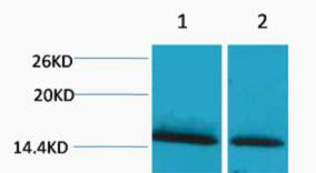 Histone H1 (Mono Methyl-Lys25) Colorimetric Cell-Based ELISA Kit