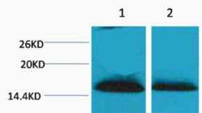 Histone H1 (Di Methyl-Lys25) Colorimetric Cell-Based ELISA Kit