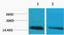Histone H2B (Mono Methyl-Lys5) Colorimetric Cell-Based ELISA Kit