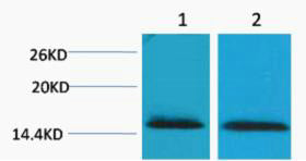 Histone H2B (Tri Methyl-Lys43) Colorimetric Cell-Based ELISA Kit