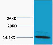 Histone H4 (Mono Methyl Arg3) Colorimetric Cell-Based ELISA Kit