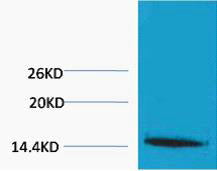 Histone H1 (Tri Methyl-Lys25) Colorimetric Cell-Based ELISA Kit