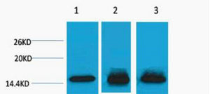 Histone H3 (Mono Methyl-Lys4) Colorimetric Cell-Based ELISA Kit