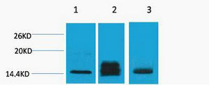 Histone H3 (Di Methyl-Lys9) Colorimetric Cell-Based ELISA Kit