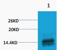 Histone H3 (Mono Methyl Arg2) Colorimetric Cell-Based ELISA Kit