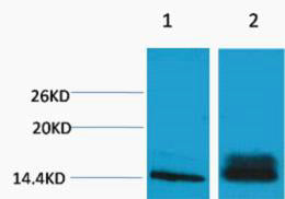 Histone H3 (Di Methyl-Lys14) Colorimetric Cell-Based ELISA Kit