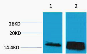 Histone H3 (Tri Methyl-Lys14) Colorimetric Cell-Based ELISA Kit
