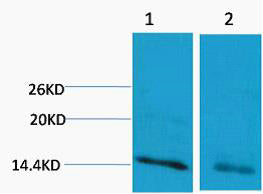 Histone H3 (Mono Methyl Arg17) Colorimetric Cell-Based ELISA Kit