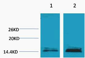 Histone H3 (Mono Methyl-Lys18) Colorimetric Cell-Based ELISA Kit